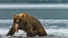 Zaujímavé fakty o zvieratách taiga