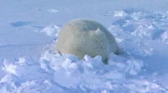 Zaujímavé fakty o zvieracej tundre