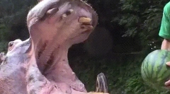 Zaujímavé fakty o zvieratých zuboch