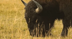 Zaujímavé fakty o bizóne