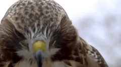 Zaujímavé fakty o hawk