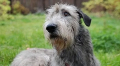 Írsky wolfhound
