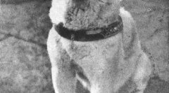 História hachiko - najviac venovaný vo svete psa (7 fotografií)