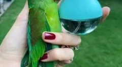 História bald parrot rei