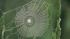 Čo si pavúk skrýva svoj web?