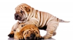 Z hlbín veku: zoznam najstarších plemien psov