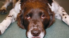 Prebytočný rast hormónov