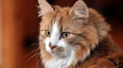 Zmeny v správaní mačiek, spoločné pre väčšinu chorôb