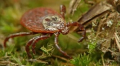 Odstránenie kliešťa doma