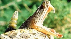 Poison v živote zvierat