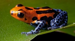 Jedovaté žaby (treewolves, listy)