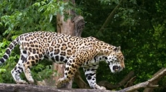 Jaguar (animal foto): lucky a krásna veľká mačka