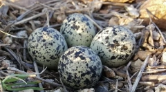 Vajcia. Budova, veľkosti, tvar a farebné vajcia