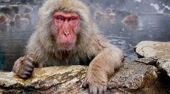 Japonský macak