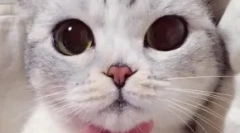 Japonské prezývky pre mačky a mačky