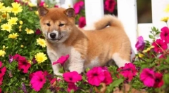 Japonské plemená psov: foto, stručný popis, funkcie