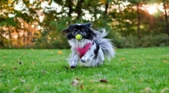 Japonský hin (foto): staroveké plemeno psov izieb