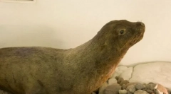 Japonský morský lev