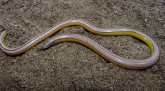 Jašterica kalifornia non-dopredu