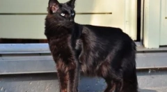 Yalanenez: popis plemena