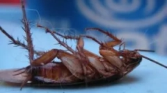 Účinná reflexia pre zničenie švábov