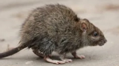 Efektívne lomové a jedy z potkanov