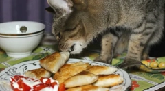 Efektívne metódy vyučovania mačiek a mačiek z lasagne