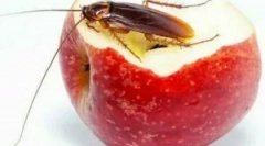 Efektívne ľudové opravné prostriedky z švábov