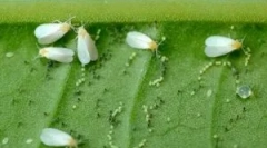 Účinné prostriedky bielej