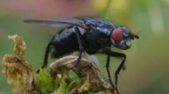 Efektívne prostriedky z muchy v dome