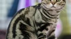 Exkluzívne korytnačky: čo je tajomstvo ich sfarbenia