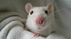 Etoparasity v dekoratívnych potkanoch