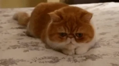 Exotická mačka (exotická)