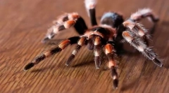 Exotické domáce zvieratá: mená a fotografie