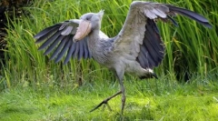 Exotické vtáky: top 7 najviac neobvyklých plemien