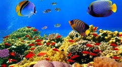 Exotické ryby more a oceány