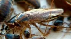 Elektrika pre šváby