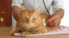 Endokrinný systém mačiek