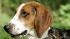 Estónsky pes (foto): mute pet a asistent o lovu