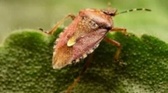 Toto nie je chrobák, ale chyba, ktorá smrdí