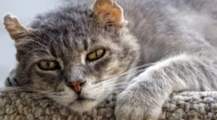 Euthanasia mačky: indikácie a metódy