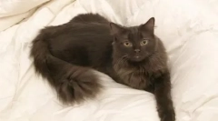 York chocolate cat: popis plemena