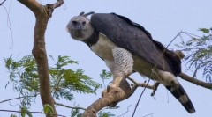 Juhoamerická garpia