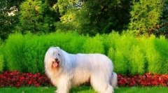 Južný ruskej shepherd (foto): nie som milujúci a našuchorený, ale impozantný a odvážny