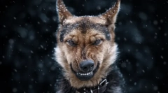 Aké sny psa: tajomstvo a sny