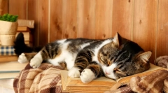 Čo mačka sny: interpretácia snov s účasťou štvornohých našicharovaných