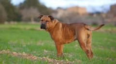 Ka de bo (foto): tandemová odvaha a cti v jednom srdci