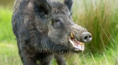Boar
