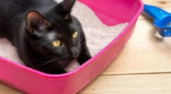 Ako často mačka ide na toaletu