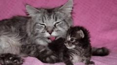 Ako často je mačiatko ísť na toaletu: norm a odchýlky